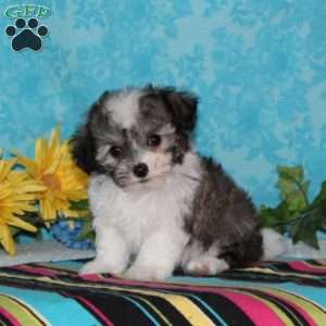 Common Loon, Maltipoo Puppy
